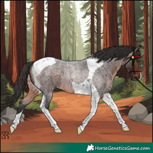 Horse Color:Bay Roan Tobiano Rabicano 