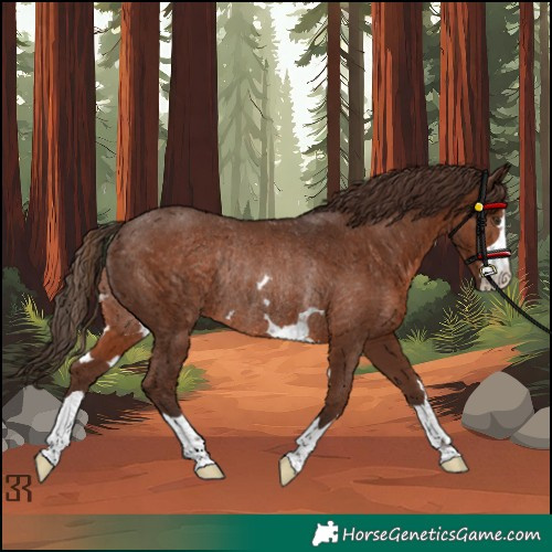 Horse Color:Liver Chestnut Rabicano