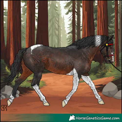 Horse Color:Brown Tobiano