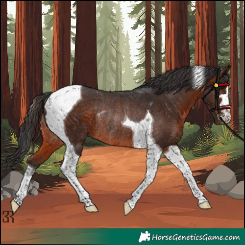 Horse Color:Brown Tobiano Rabicano 