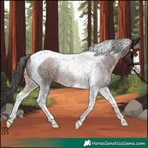 Horse Color:Brown Tobiano 