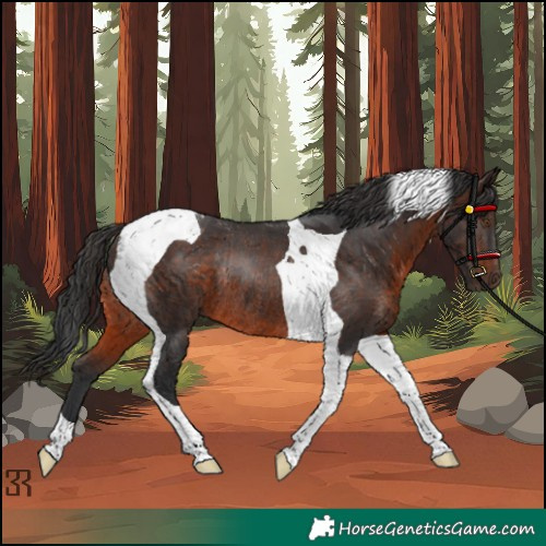 Horse Color:Brown Tobiano Rabicano