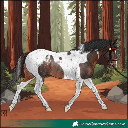 Horse Color:Brown Tobiano Blanket Rabicano 