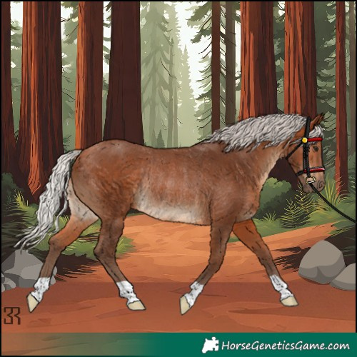 Horse Color:Silver Bay Rabicano