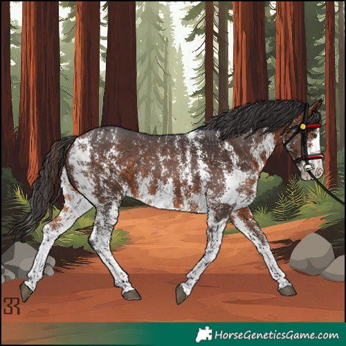 Horse Color:Bay Sabino Rabicano 