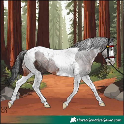 Horse Color:White Spotted Brown Tobiano Rabicano