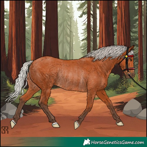 Horse Color:Silver Bay Rabicano