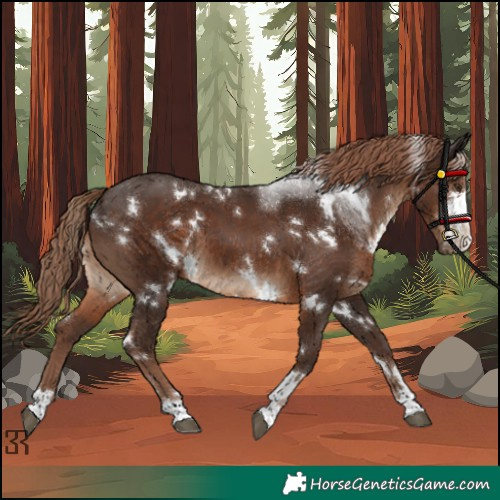 Horse Color:White Spotted Liver Chestnut