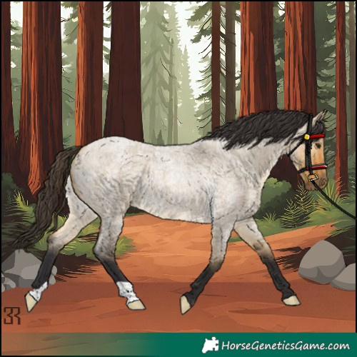 Horse Color:Buckskin Roan Dun