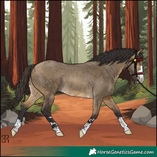 Horse Color:Buckskin Dun Rabicano
