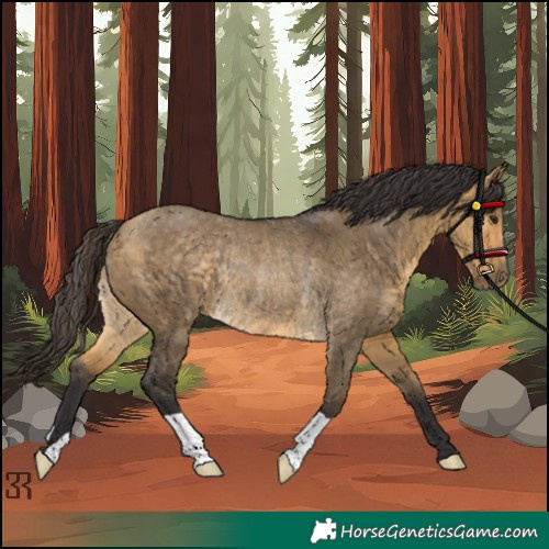 Horse Color:Buckskin Dun Rabicano