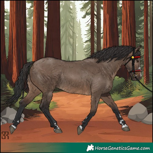 Horse Color:Brown Dun Rabicano 