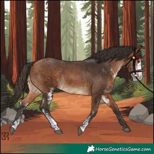 Horse Color:Bay Sabino Rabicano