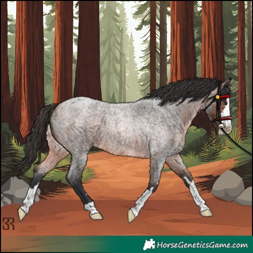 Horse Color:Brown Roan