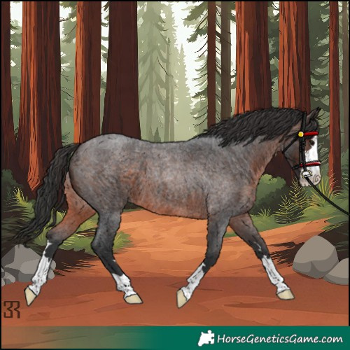 Horse Color:Brown Roan 