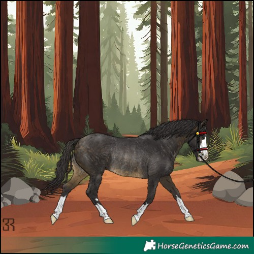 Horse Color:Buckskin Rabicano