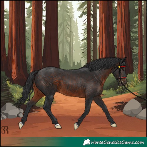 Horse Color:Brown