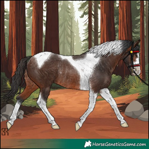 Horse Color:Brown Tobiano Rabicano 