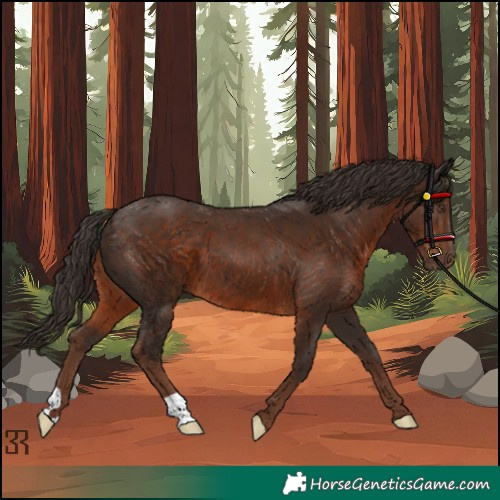 Horse Color:Liver Chestnut