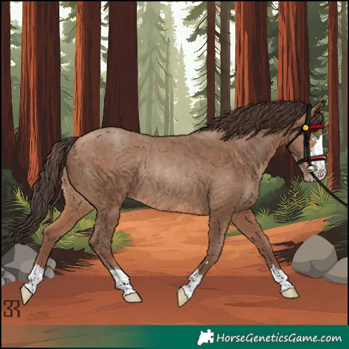 Horse Color:Sable Champagne Rabicano