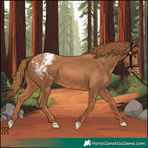 Horse Color:Chestnut Appaloosa 