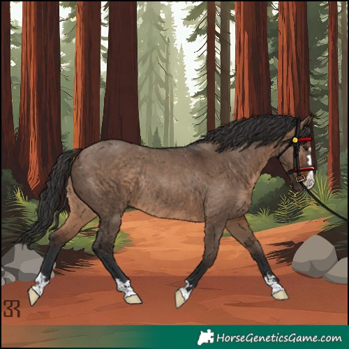 Horse Color:Unknown