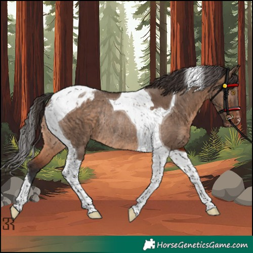 Horse Color:Unknown 