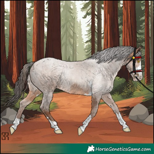 Horse Color:Unknown 