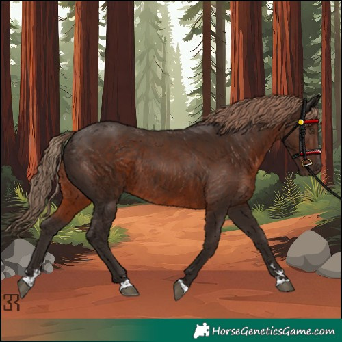 Horse Color:Unknown 