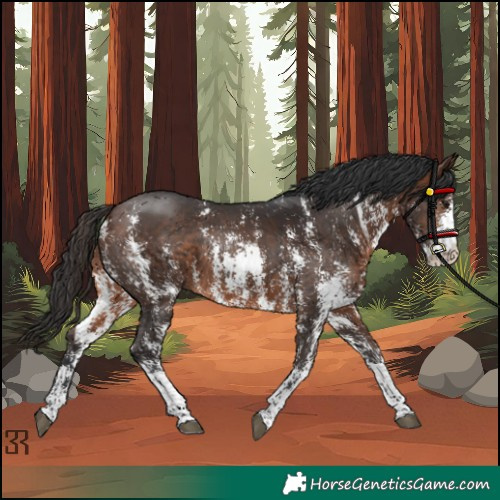 Horse Color:Unknown 