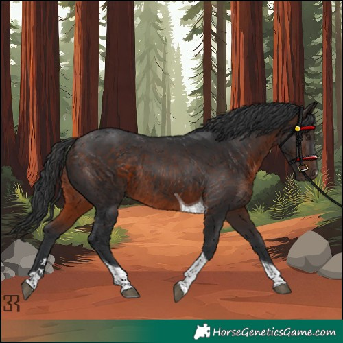Horse Color:Unknown 