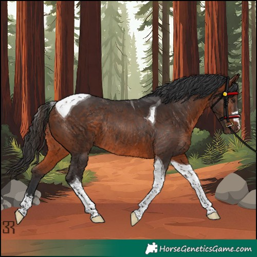 Horse Color:Unknown 