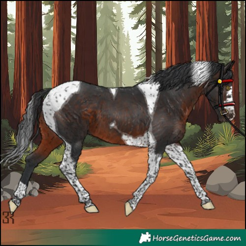 Horse Color:Brown Tobiano