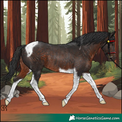 Horse Color:Unknown 