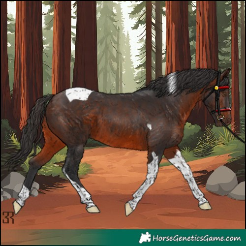 Horse Color:Brown Tobiano 