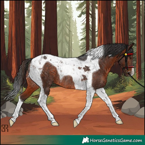 Horse Color:Unknown 