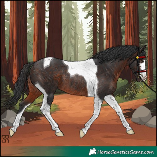 Horse Color:Brown Tobiano Rabicano