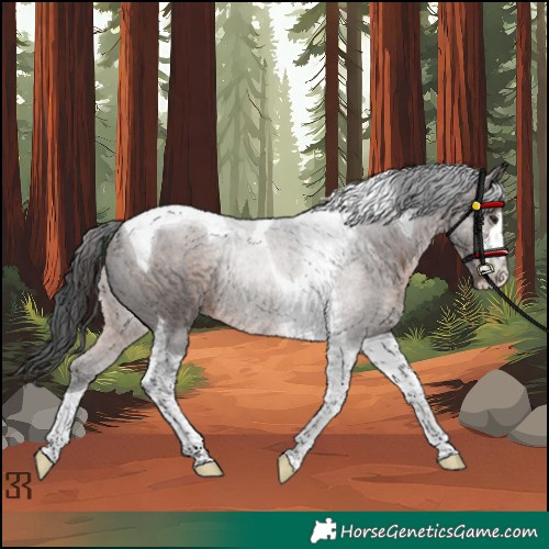 Horse Color:Unknown 