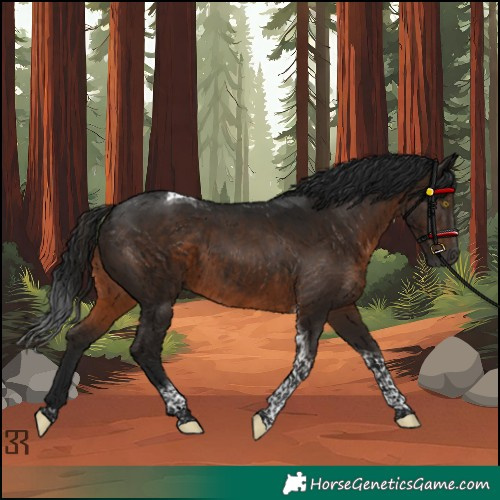 Horse Color:Unknown 