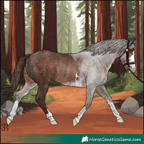 Horse Color:Unknown 