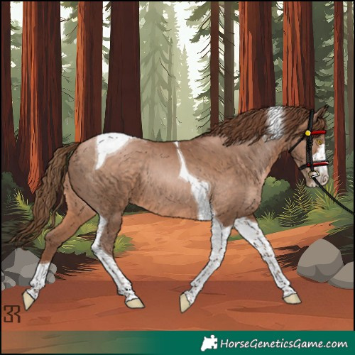 Horse Color:Unknown 