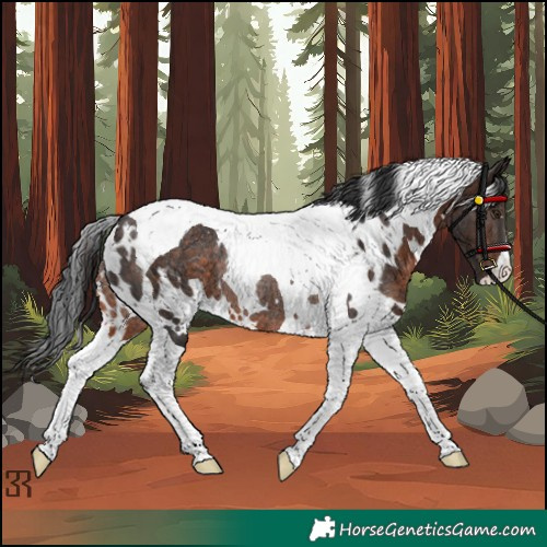 Horse Color:Unknown 
