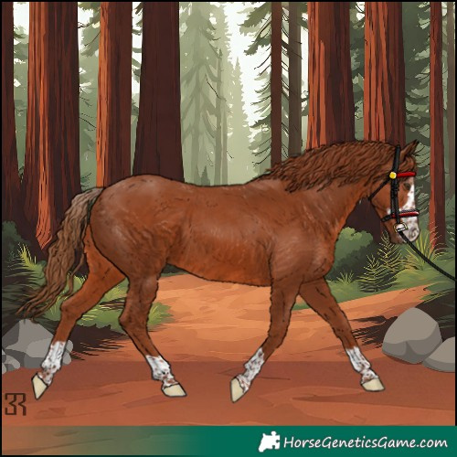 Horse Color:Chestnut Rabicano