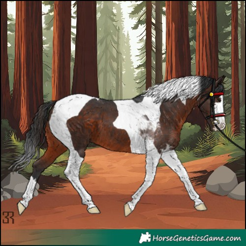 Horse Color:Unknown 