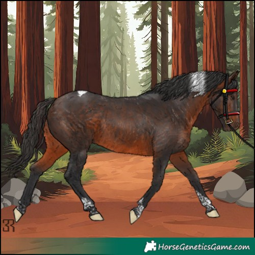 Horse Color:Unknown 