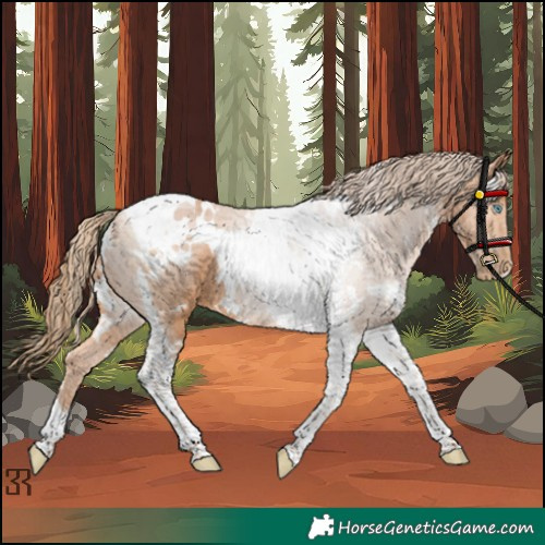 Horse Color:Unknown 