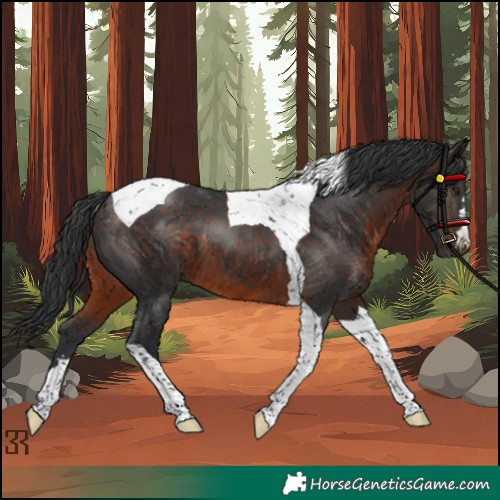 Horse Color:Brown Tobiano 