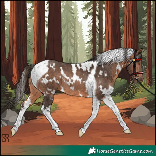 Horse Color:White Spotted Bay Tobiano Rabicano 