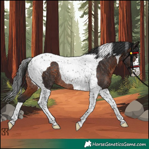 Horse Color:Unknown 
