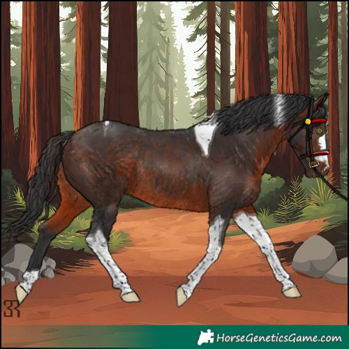 Horse Color:Brown Tobiano Rabicano